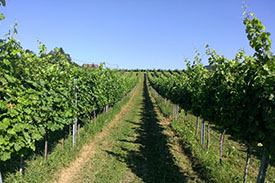 Blauer Portugieser Thermenregion DAC Bild 2